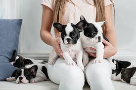 Her name is belle and from southern utah french bulldogs. The Top 300 French Bulldog Names For Male And Female Frenchies