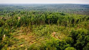Bijna de helft van alle bomen wereldwijd met uitsterven bedreigd - Joop -  BNNVARA