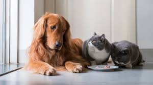 A place for really cute pictures and videos!. Can Dogs Eat Cat Food Here S What To Do Reader S Digest