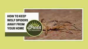 how to keep wolf spiders away from your