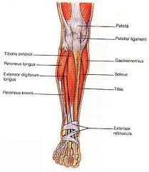 They consist mainly of quadriceps (quads), glutes (gluteus maximus muscle), hamstrings and calves. Hip Thigh Lower Leg Muscles Ventral Lower Leg Muscles Leg Muscles Anatomy Muscle
