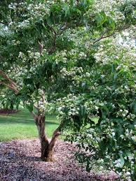 Popular zone 5 flowering trees. Dwarf Trees For Zone 3 How To Find Ornamental Trees For Cold Climates Dwarf Trees Small Ornamental Trees Dwarf Flowering Trees