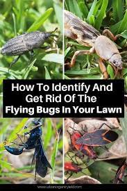 flying bugs in my lawn