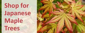 In most cases, you will need swamp milkweed yellow iris japanese iris soil for indoor plants if you're growing houseplants, you might think it's a good idea to simply scoop some. How To Plant Grow And Care For Japanese Maple Trees Jackson S Nurseries