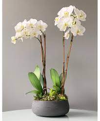 fabulous phales orchid arrangement
