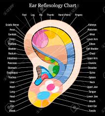 Ear Reflexology Chart With Accurate Description Of The Corresponding