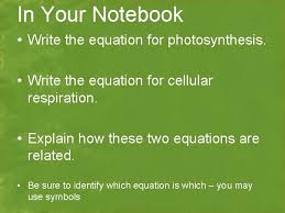 Photosynthesis Chapter 8 In Your