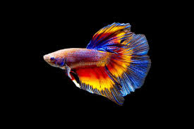 Male bettas are also called fighting fish or siamese fighting fish, and they will fight to the death when forced to live too close to each other. 100 Betta Fish Names For All Types Lovetoknow