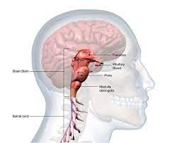 The brain stem contains ascending and descending tracts, cranial nerves and other nuclei, and fibers connecting with the cerebellum. Brainstem Anatomy Function And Treatment