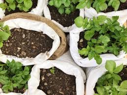 How To Grow Potatoes In A Bag