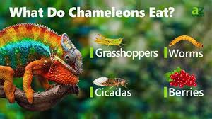 chameleon facts chamaeleonidae