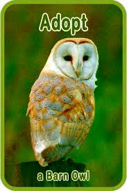 165 x 240 jpeg 31 кб. Thinking Of Keeping A Captive Barn Owl The Barn Owl Trust