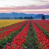 what-month-do-tulips-bloom-in-washington-state