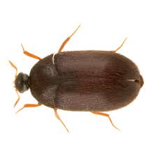 black carpet beetle identification info
