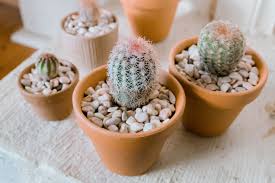 Among these moved plants were dozens of cacti, ranging in size from miniscule to so large two of us could not i never do this and many of my cacti burn. Echinocereus Cactus Plant Care Growing Guide