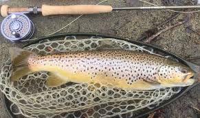 Reports Hendrickson Spinner Fly Fishing