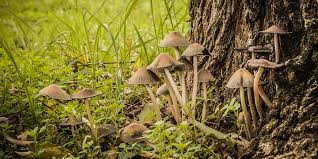 how to get rid of lawn mushrooms in