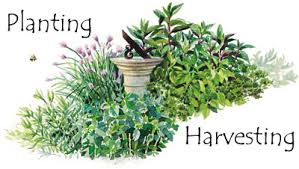 Planting Harvesting