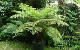 pruning tree ferns growing and protect