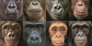 chimp genetic history more complex than