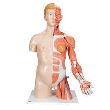 Torso the human torso is also known as the trunk. Torso Model Human Body Model