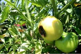 България е страна с традиционно интензивно отглеждане на домати и пипер в полски условия. Zasho Domatite Stavat Cherni Pri Uzryavane I Kakvo Da Pravya