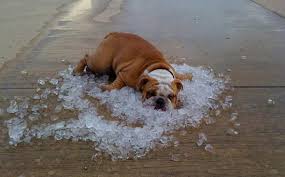 Resultado de imagen de golpe de calor en perros