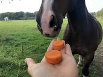 should-you-cut-up-carrots-for-horses