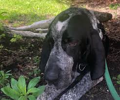 Find the perfect blue tick coonhound puppy at puppyfind.com. Bluetick Coonhound Breed Information Guide Facts And Pictures Bark