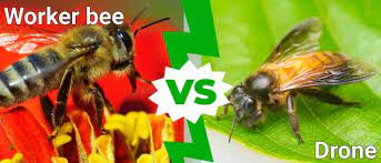 drone vs worker bee what are the