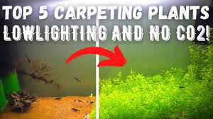 top 5 easiest carpeting plants no co2