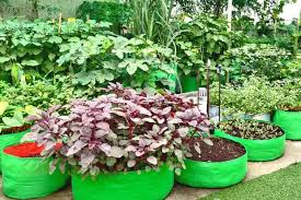 How To Make Terrace Garden In Low Cost