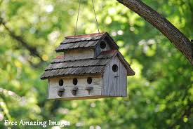 Finch Bird House Plans Free Modern Home