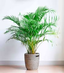 the 40 most por house plants for