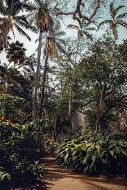 The garden is part of the honolulu botanical gardens, and first established in 1958. Oahu S Foster Botanical Garden A Visitor S Guide