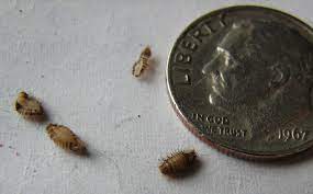 Are carpet beetles invading your home and causing damage? Carpet Beetles Bed Bug Paranoia Spawns Cleaning Frenzy What S That Bug