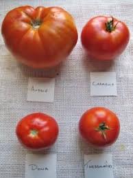 Heirloom Tomato Varieties Flavor Profiles Related To Color