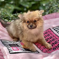 teacup pomeranian sold puppies for