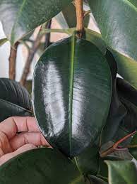 How To Clean Dusty Houseplant Leaves