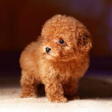 small poodle puppies near me
