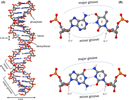 dna structure a the dna double helix