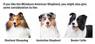 The Miniature American Shepherd Modern Dog Magazine