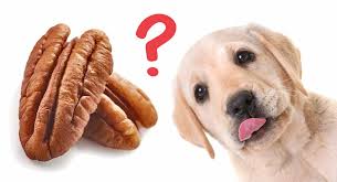 Image result for dogs and nuts
