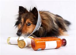 Claritin Dosage For Dogs Dose My Pet