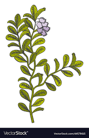 Green Herb Drawing Botany Icon Blue