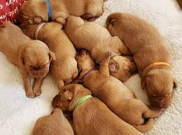 Fox red lab puppies now available! 7 Facts You Need To Know Before Adopting A Fox Red Lab K9 Web