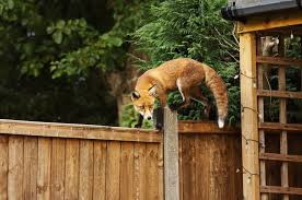 can foxes climb fences how to