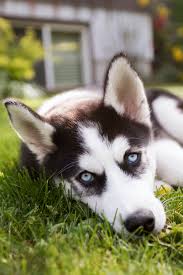 Husky puppies are mischevious and loyal pack animals. Husky Puppy Pictures Download Free Images On Unsplash