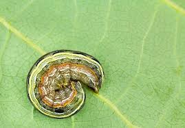 army worms what they are and how to