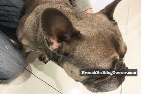 Bouledogue or bouledogue français) is a breed of domestic dog, bred to be companion dogs. French Bulldog Cropped Ears Clipped Docked Ears Law Pain